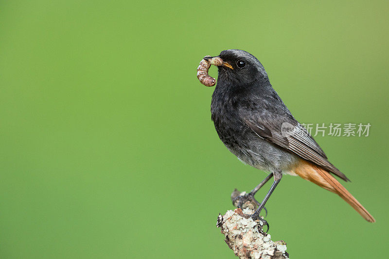 雄性黑红雀(Phoenicurus ochruros)